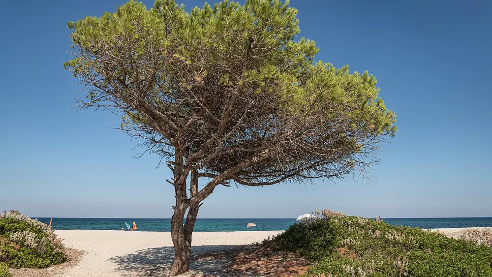 Spiagge di Budoni