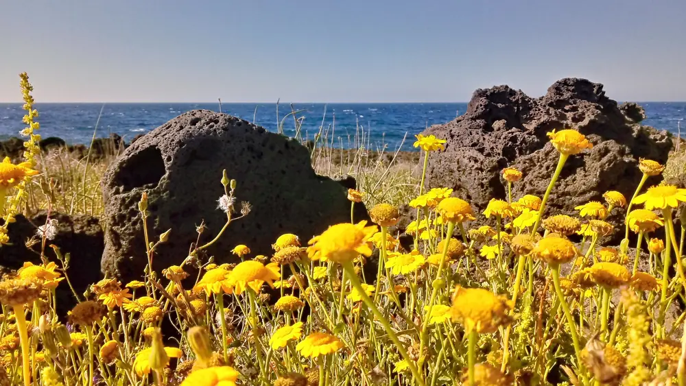 Fiori gialli in primo piano con rocce e mare sullo sfondo